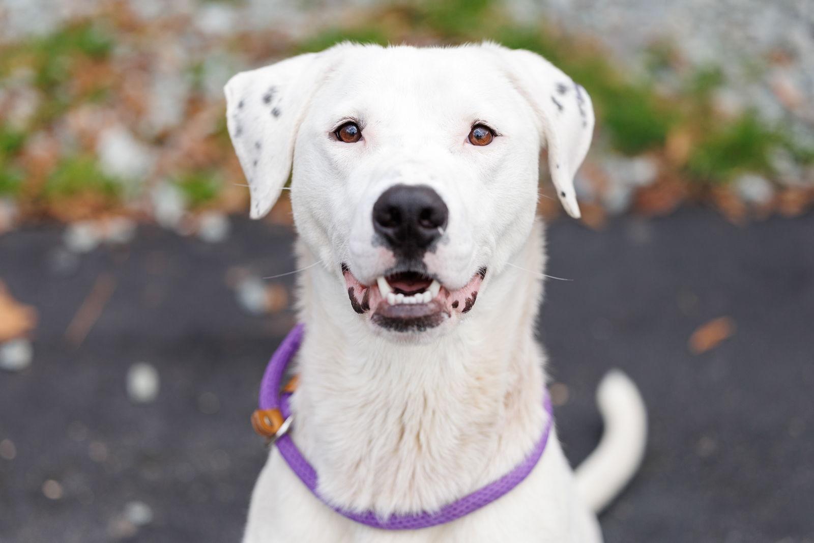 Enlarge Tanner, a Adoptable Mixed Breed in Durham, NC image 3/3
