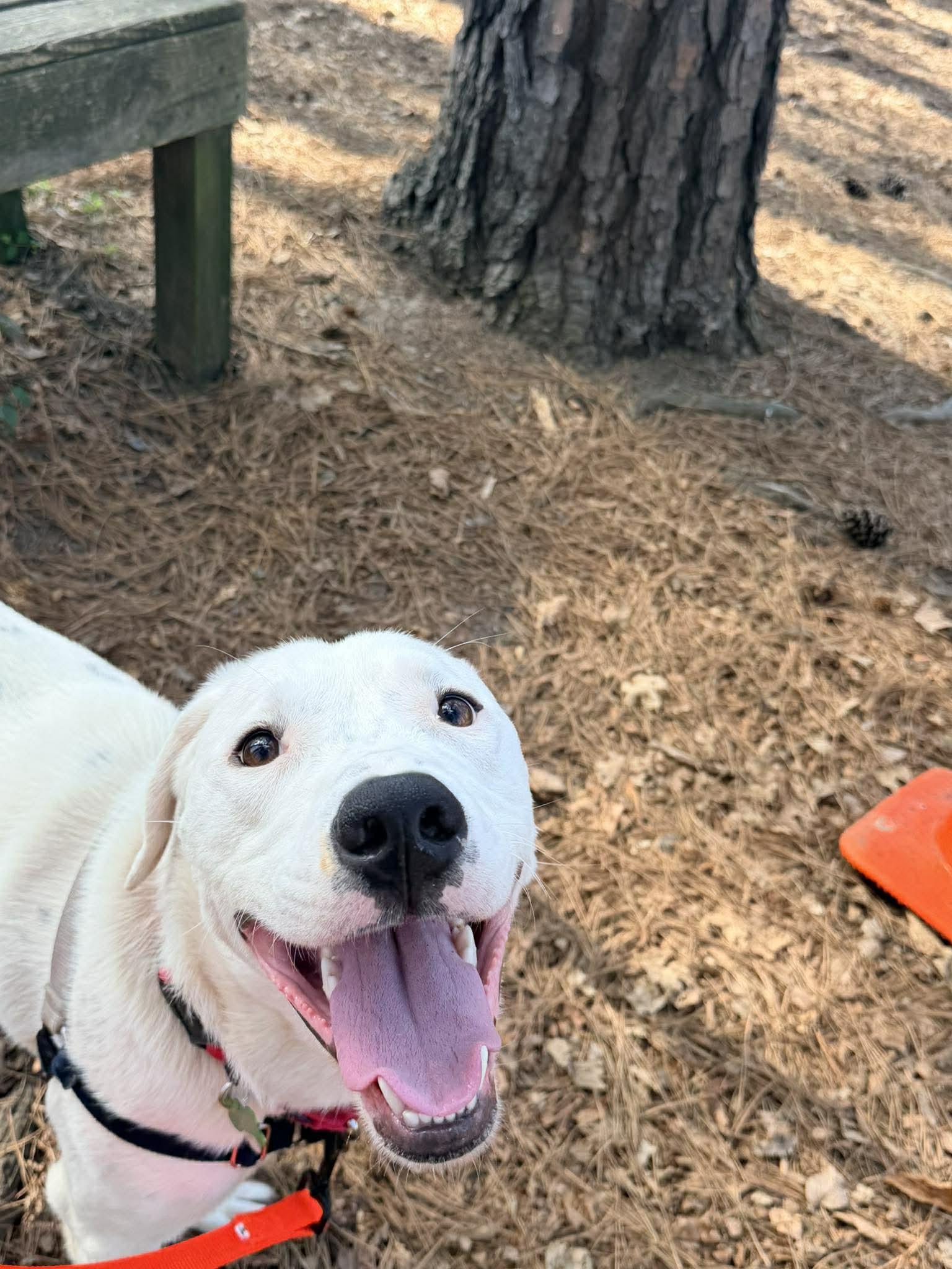 Enlarge Tanner, a Adoptable Mixed Breed in Durham, NC image 3/3