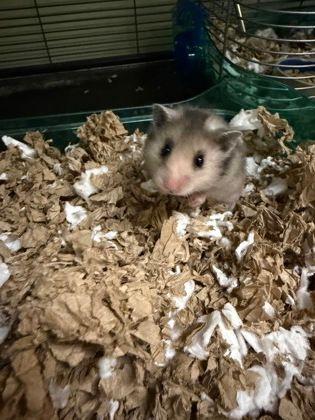 Enlarge Possum, an adopted Hamster in Williamsport, PA image 2/2