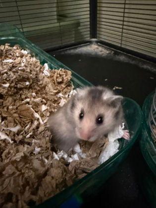 Possum, adopted, Baby Female Hamster.