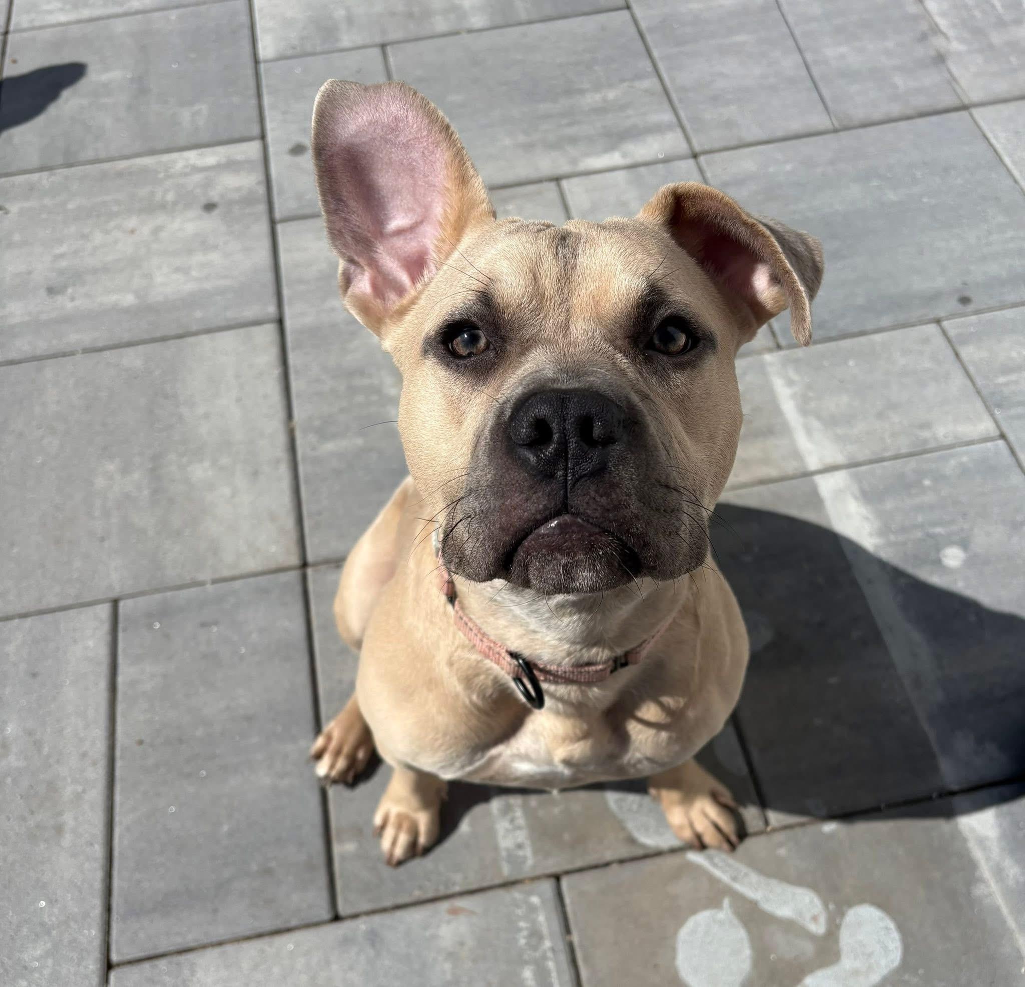 Enlarge Rebel, a Adoptable American Staffordshire Terrier in Wheaton, IL image 1/6