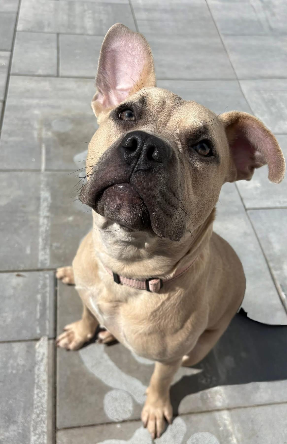 Enlarge Rebel, a Adoptable American Staffordshire Terrier in Wheaton, IL image 2/6