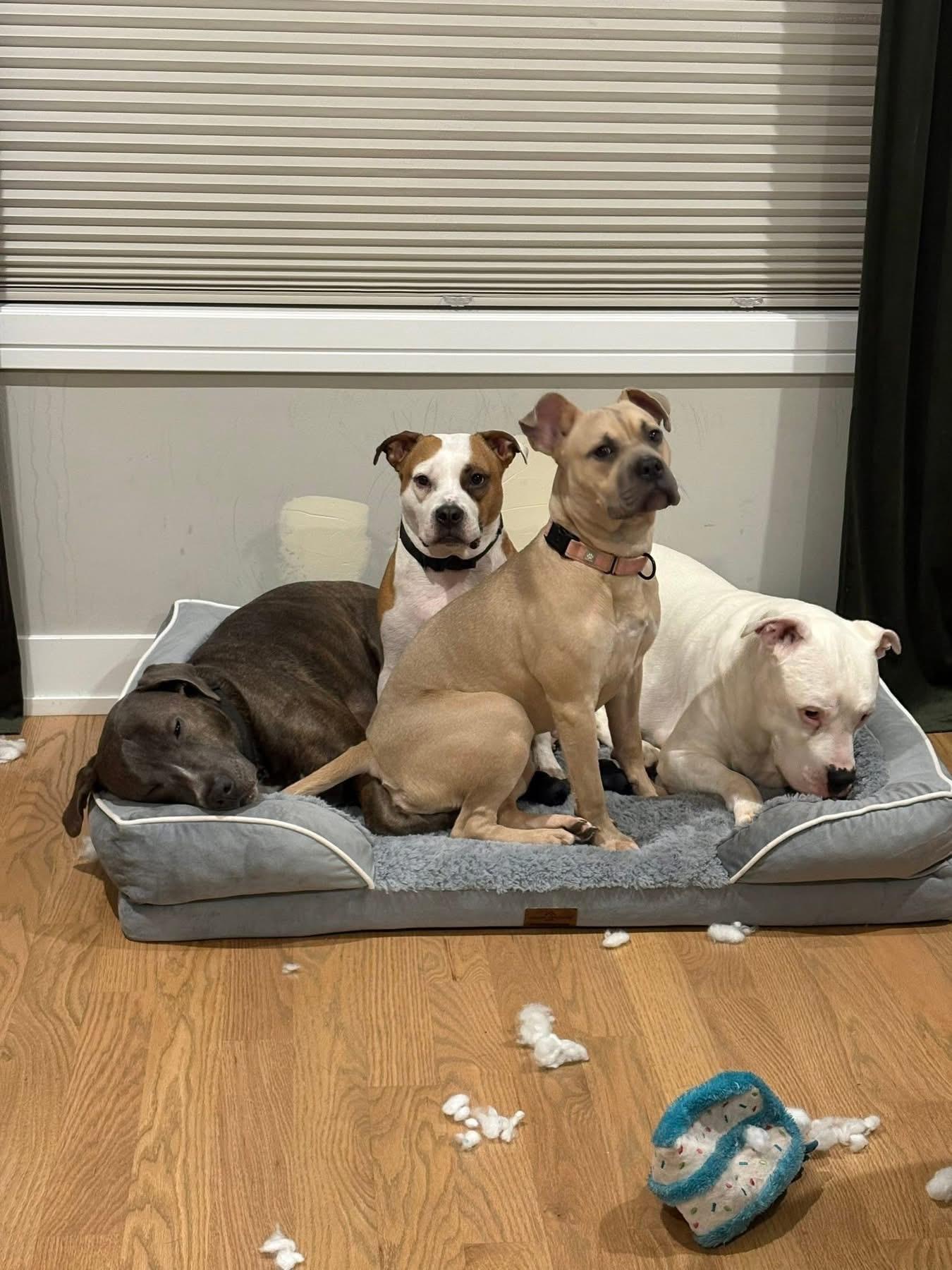 Enlarge Rebel, a Adoptable American Staffordshire Terrier in Wheaton, IL image 3/6