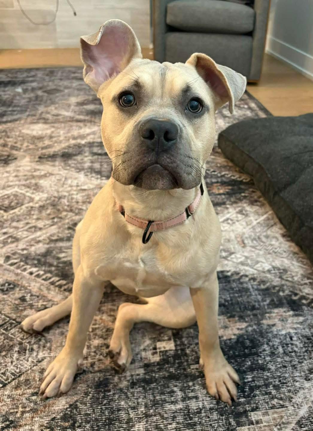 Enlarge Rebel, a Adoptable American Staffordshire Terrier in Wheaton, IL image 4/6