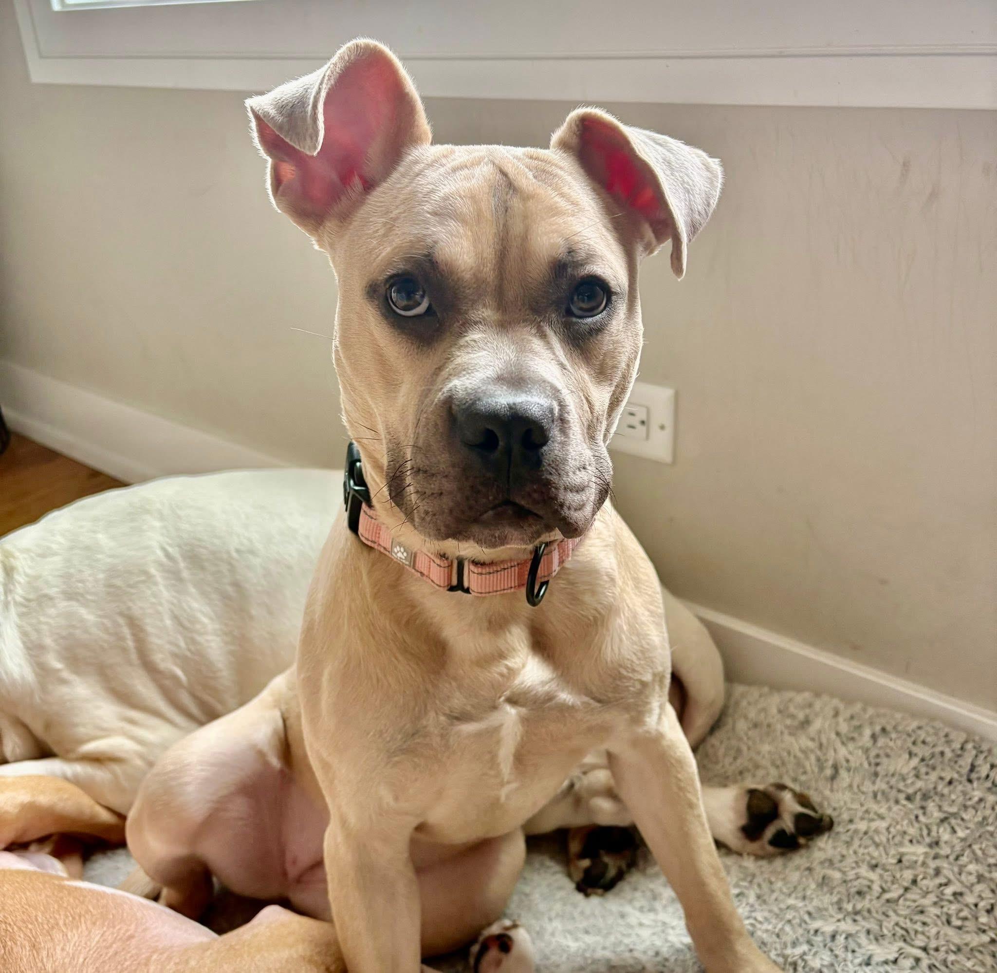 Enlarge Rebel, a Adoptable American Staffordshire Terrier in Wheaton, IL image 5/6