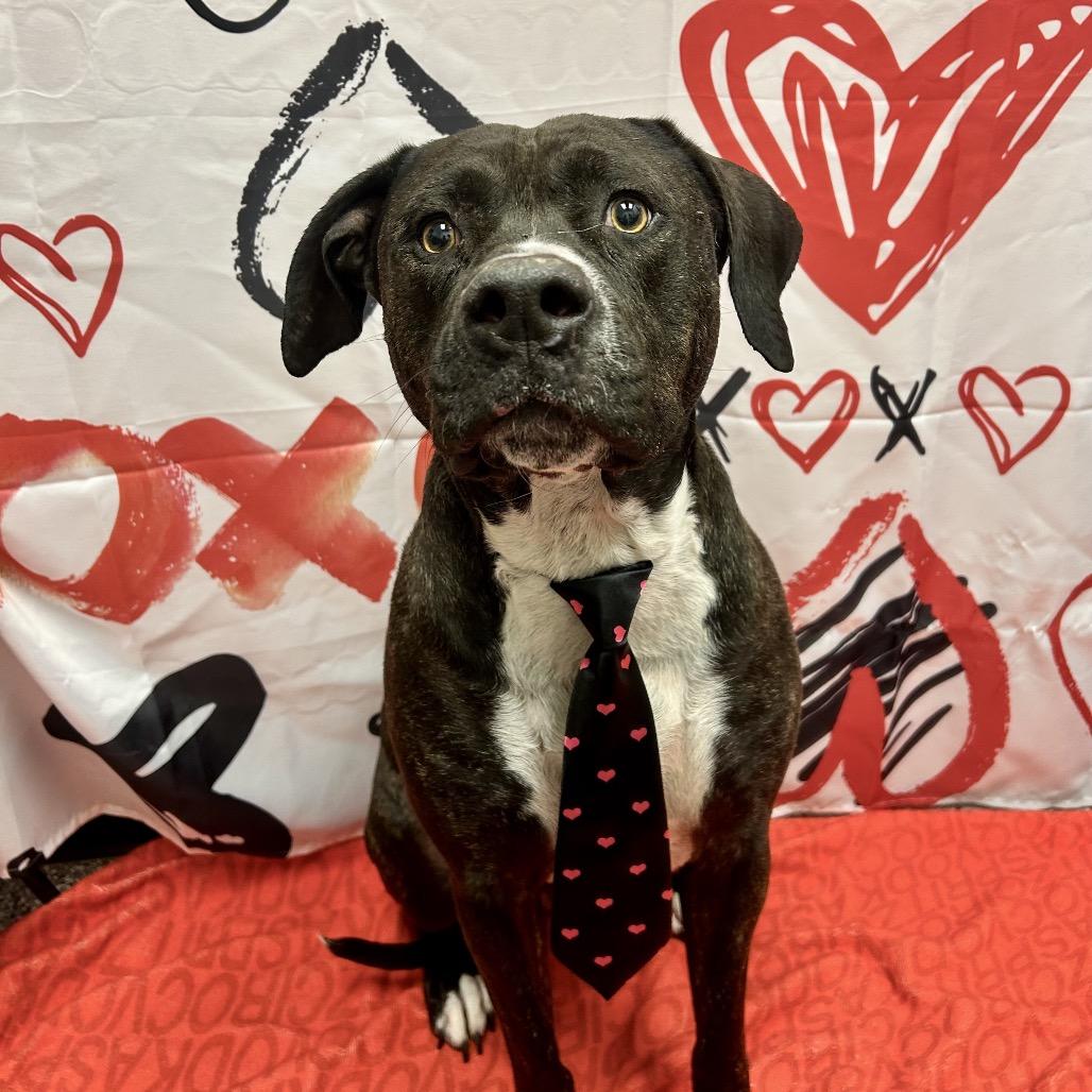 Bear, a Adoptable Pit Bull Terrier in Henderson, NV image 3/4