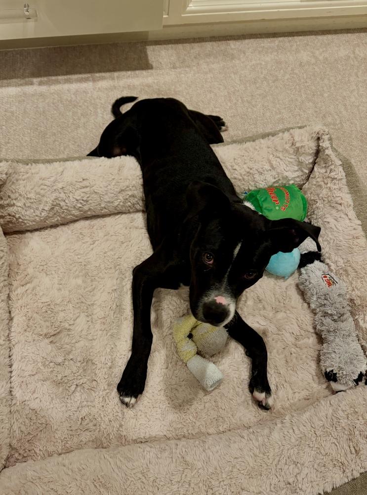 Titan, Adoptable, Young Male Pit Bull Terrier & Labrador Retriever.