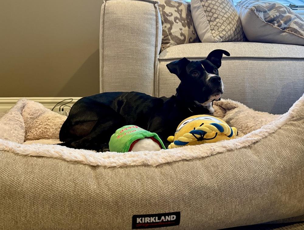 Enlarge Titan, a Adoptable mixed breed in Greenlawn, NY image 2/6