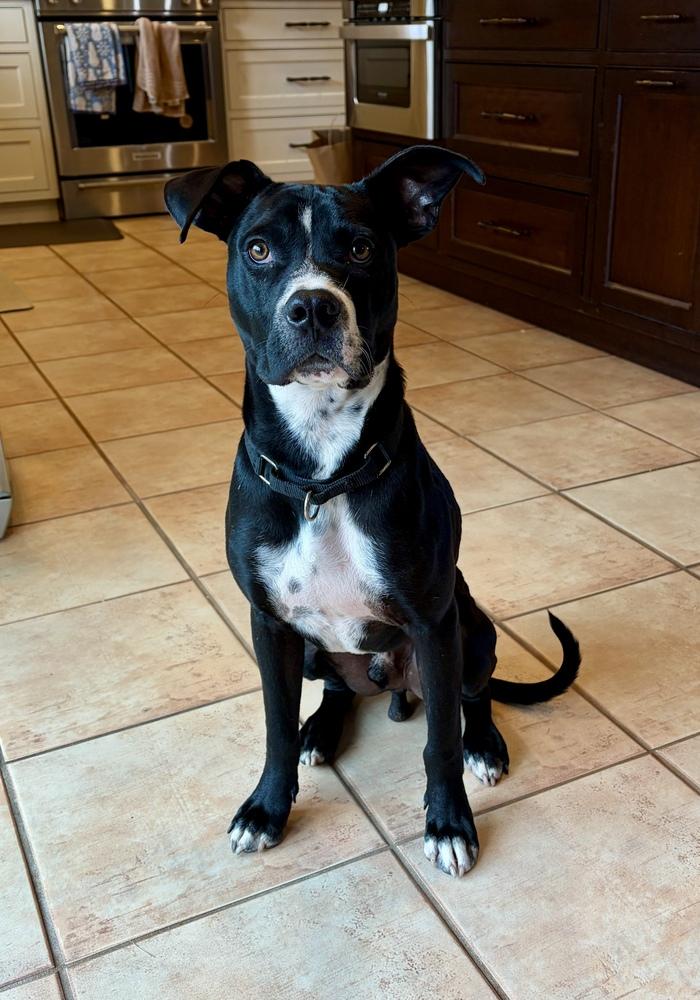 Enlarge Titan, a Adoptable mixed breed in Greenlawn, NY image 3/6
