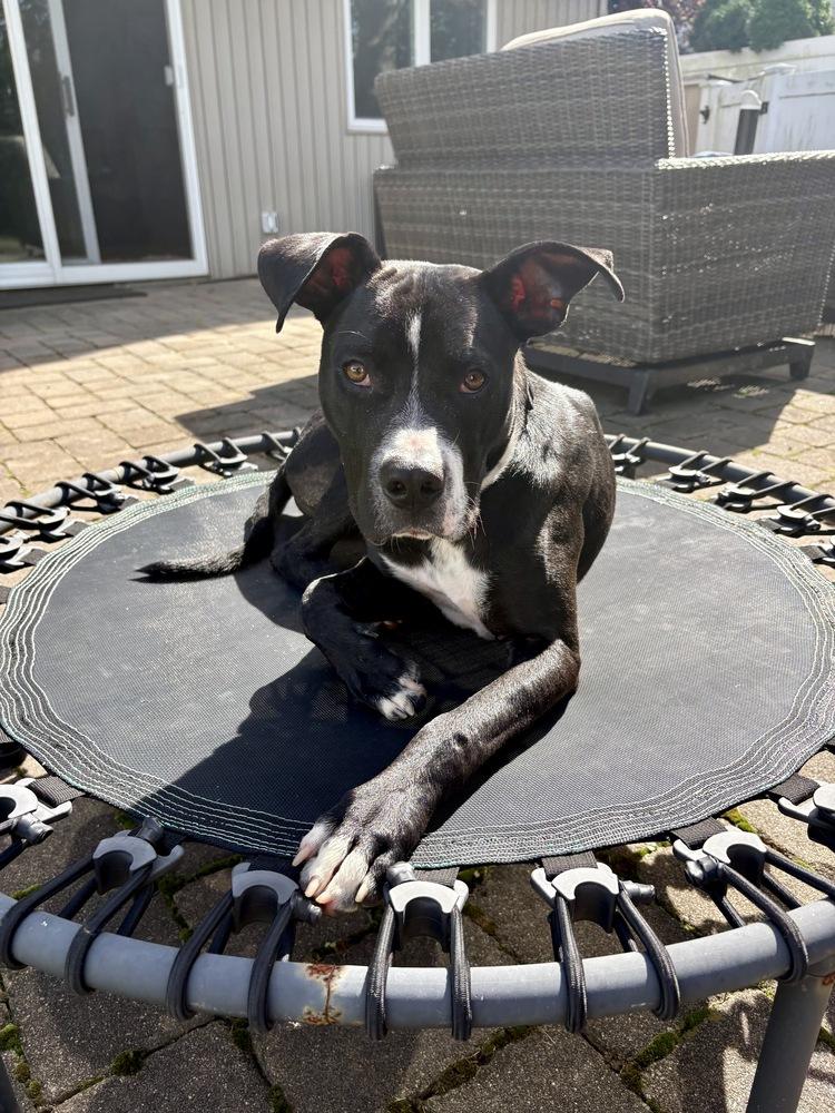 Enlarge Titan, a Adoptable mixed breed in Greenlawn, NY image 4/6