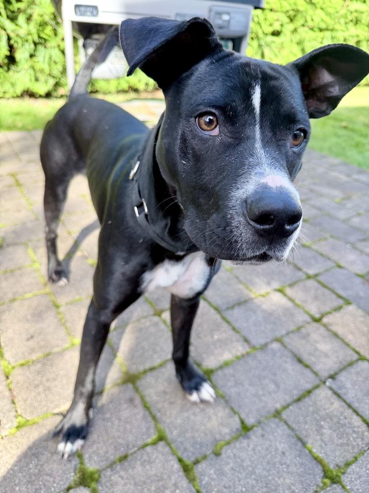Enlarge Titan, a Adoptable mixed breed in Greenlawn, NY image 5/6