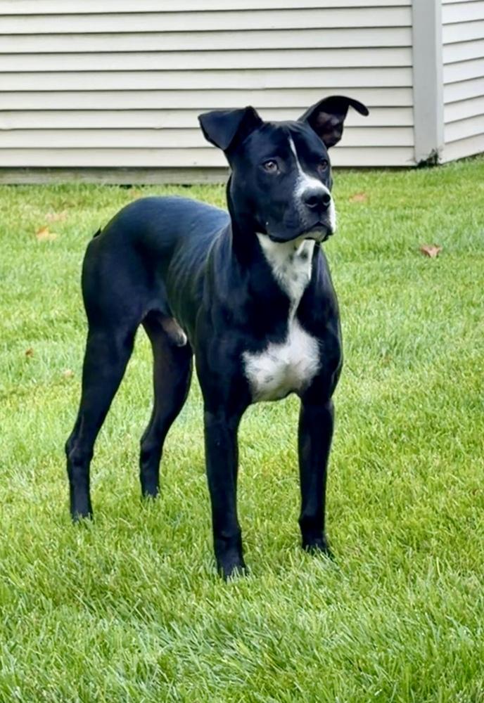 Enlarge Titan, a Adoptable mixed breed in Greenlawn, NY image 6/6