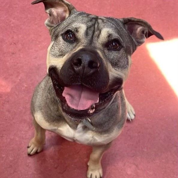 Enlarge Kemo, a Adoptable mixed breed in Gualala, CA image 1/1