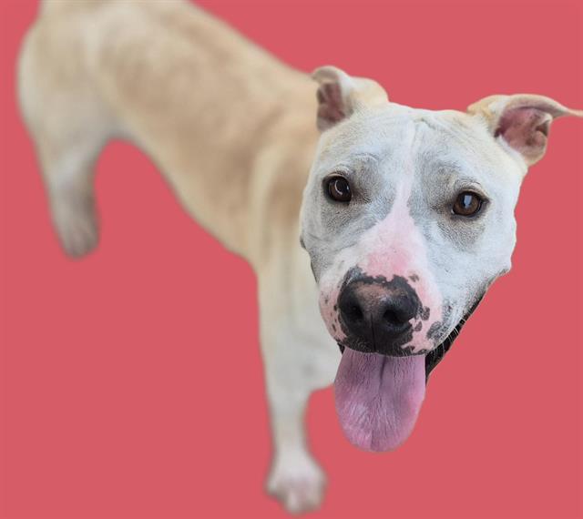 SHELBY, Adoptable, Adult Female Labrador Retriever & Shar-Pei.