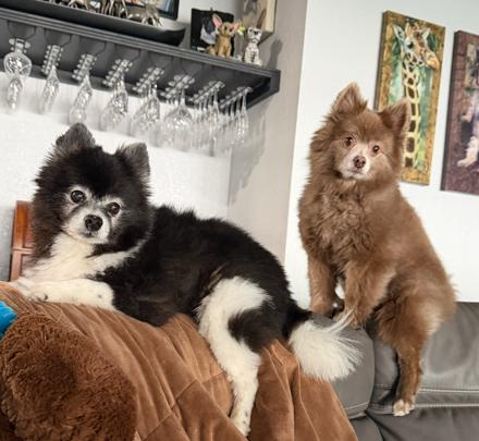 Enlarge Pete and Miami, a Adoptable Pomeranian in St. Petersburg, FL image 2/6
