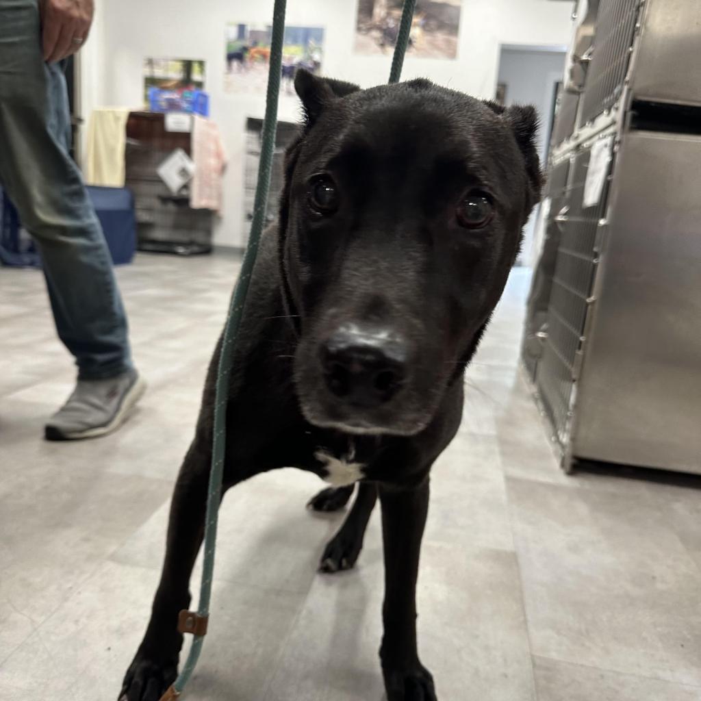 Enlarge Buddy, a Adoptable mixed breed in Lindenwold, NJ image 1/3