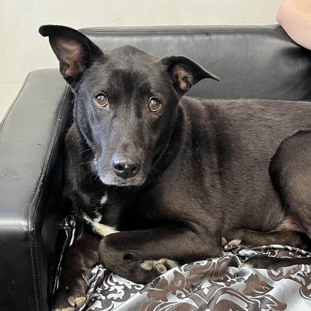 Enlarge Buddy, a Adoptable mixed breed in Lindenwold, NJ image 2/3