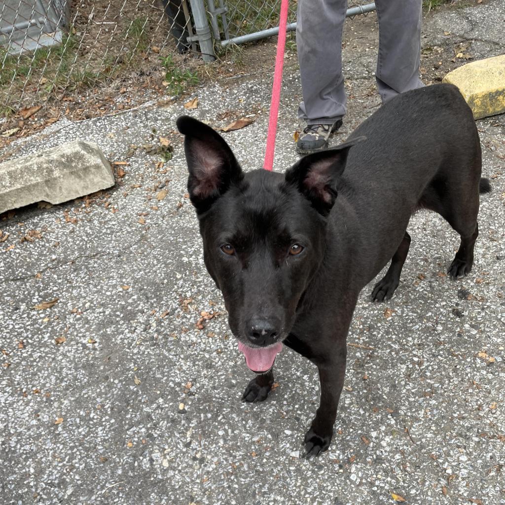 Enlarge Buddy, a Adoptable mixed breed in Lindenwold, NJ image 3/3