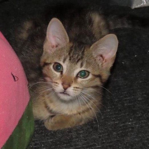 Brie, Baby Female unknown