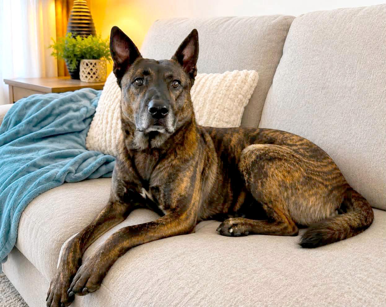 Enlarge Mike (AO34187), a Adoptable mixed breed in Kansas City, KS image 3/6