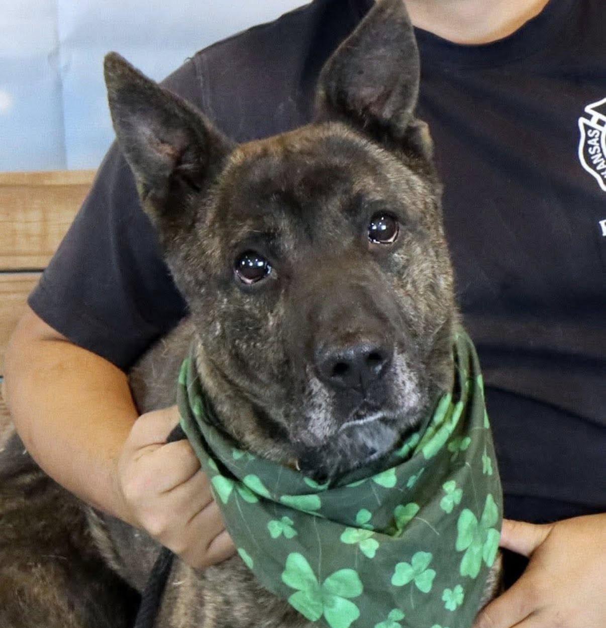 Mike (AO34187), Adoptable, Adult Male German Shepherd Dog & Mixed Breed.