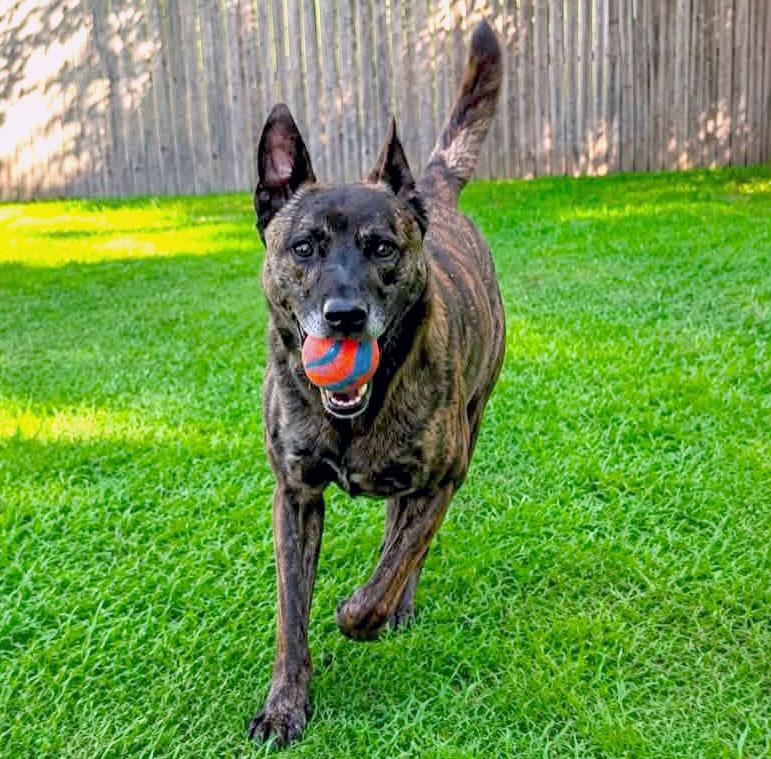 Enlarge Mike (AO34187), a Adoptable mixed breed in Kansas City, KS image 4/6
