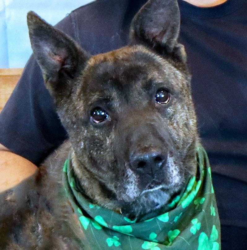 Mike (AO34187), Adoptable, Adult Male German Shepherd Dog & Mixed Breed.