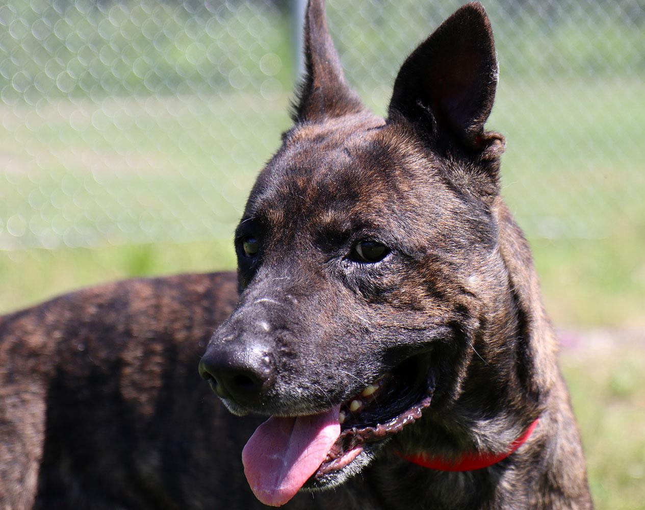 Mike (AO34187), a Adoptable mixed breed in Kansas City, KS image 3/5