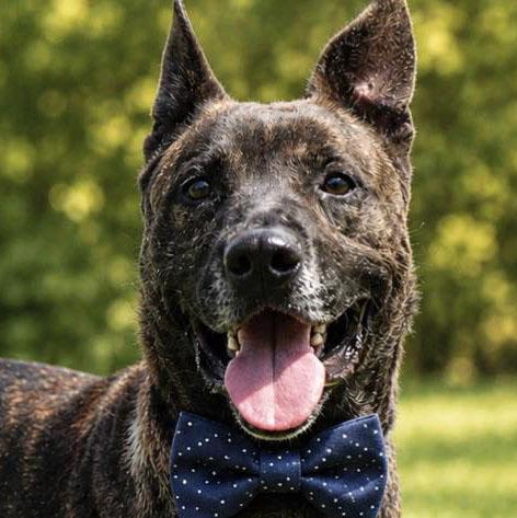 Mike (AO34187), Adoptable, Adult Male German Shepherd Dog & Mixed Breed.