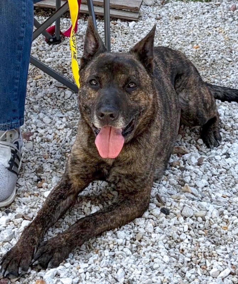 Mike (AO34187), a Adoptable mixed breed in Kansas City, KS image 6/6