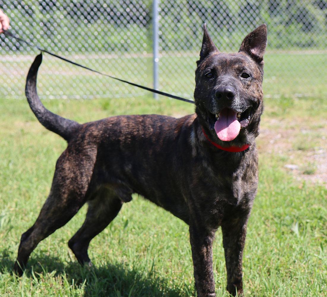 Mike (AO34187), a Adoptable mixed breed in Kansas City, KS image 2/5