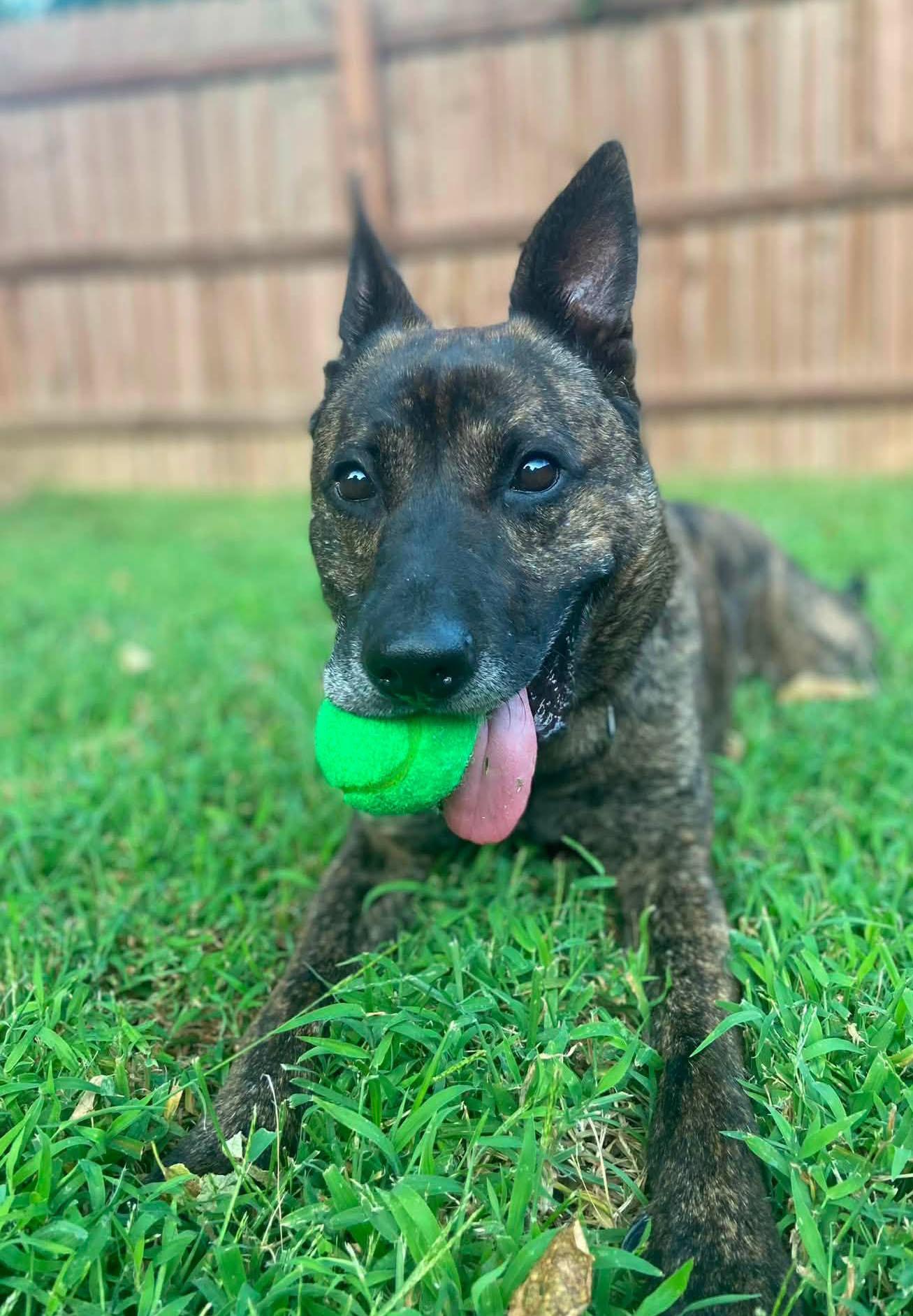 Mike (AO34187), Adoptable, Adult Male German Shepherd Dog & Mixed Breed.