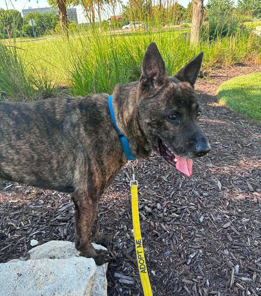 Mike (AO34187), a Adoptable mixed breed in Kansas City, KS image 6/6