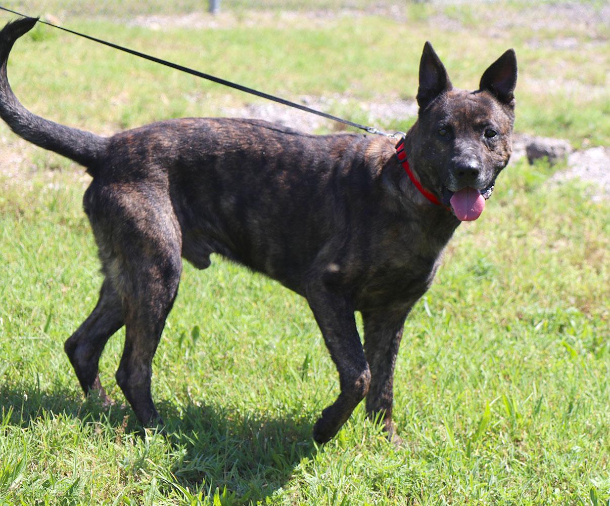Mike (AO34187), a Adoptable mixed breed in Kansas City, KS image 4/5