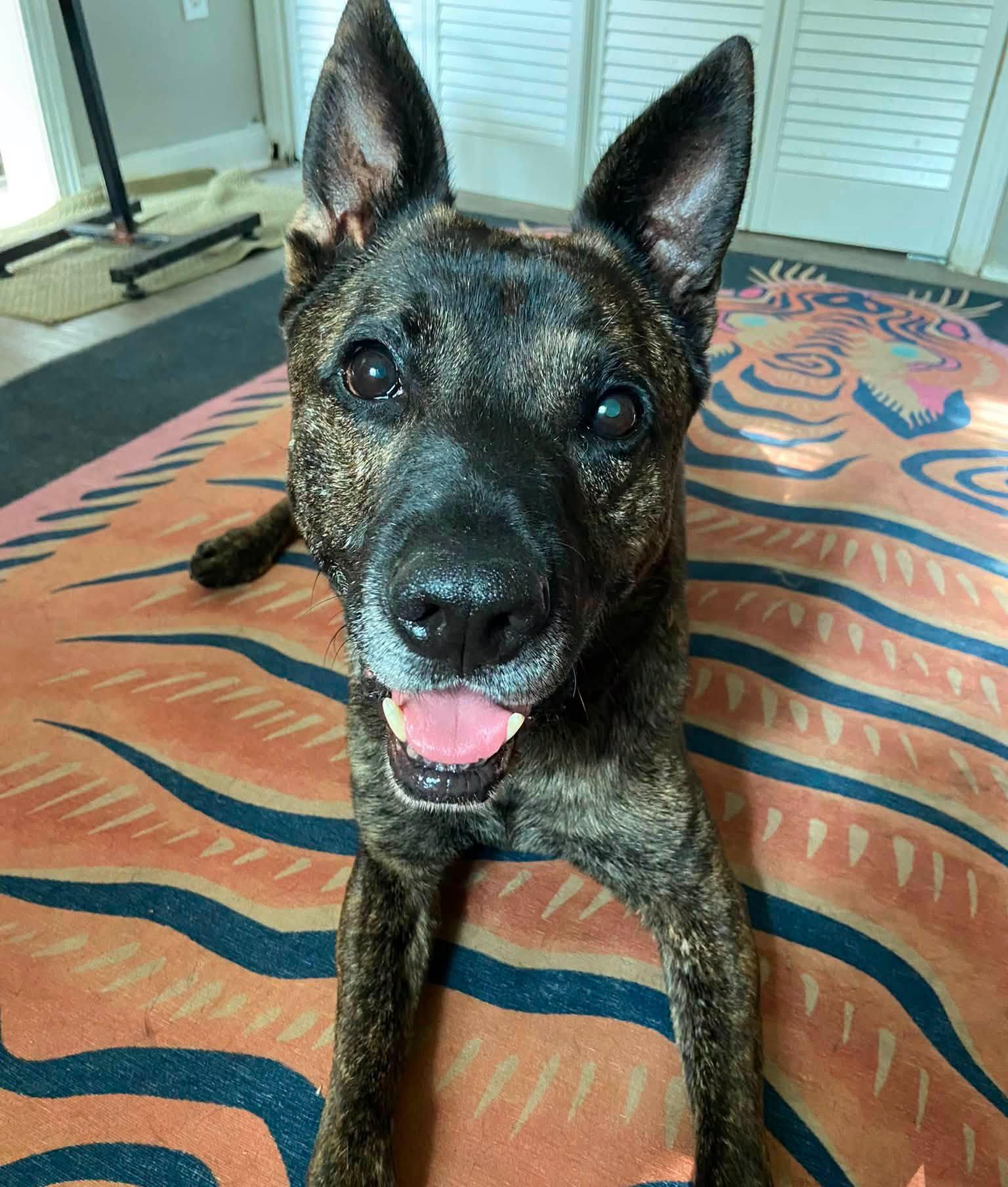 Enlarge Mike (AO34187), a Adoptable mixed breed in Kansas City, KS image 2/6