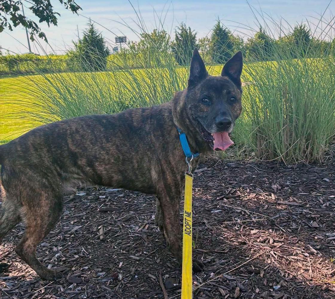 Mike (AO34187), a Adoptable mixed breed in Kansas City, KS image 5/6