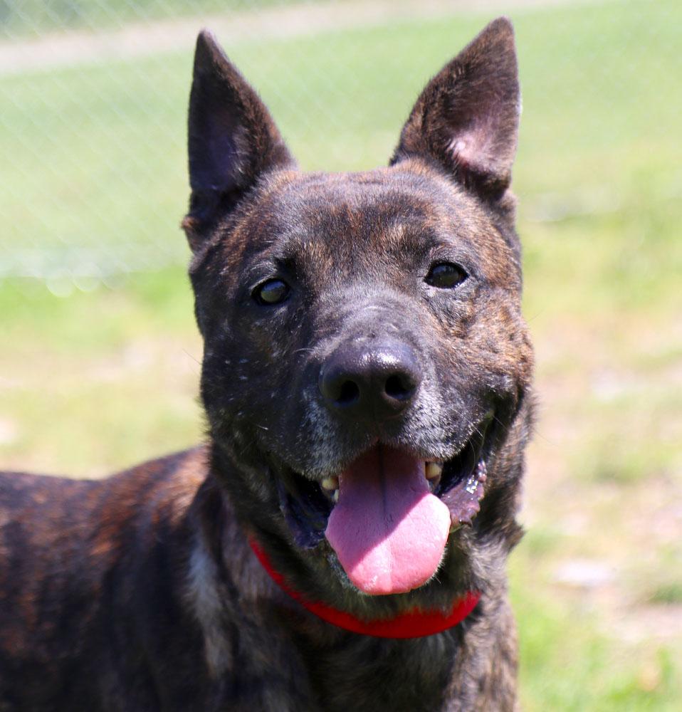 Mike (AO34187), Adoptable, Adult Female German Shepherd Dog & Mixed Breed.