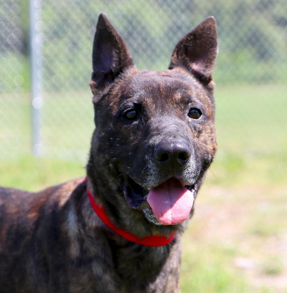 Mike (AO34187), a Adoptable mixed breed in Kansas City, KS image 5/5