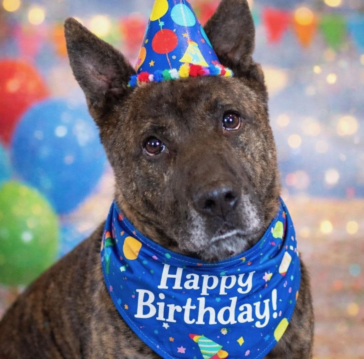 Mike (AO34187), a Adoptable mixed breed in Kansas City, KS image 2/6