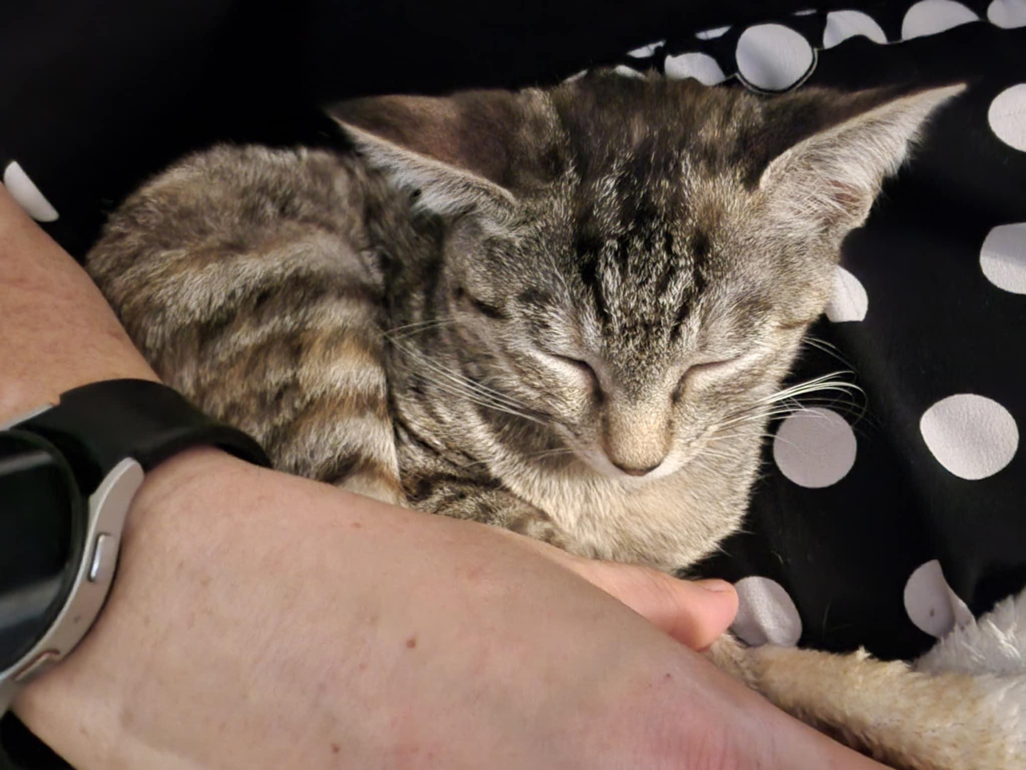 Grace, Adoptable, Kitten Female Tortoiseshell.