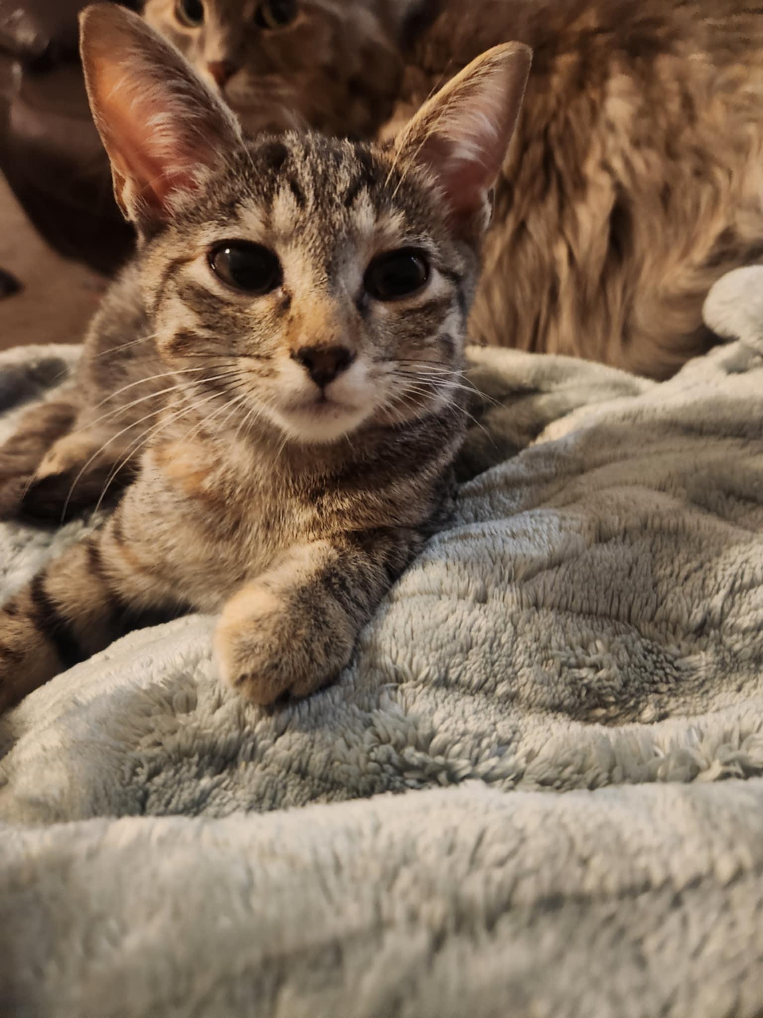 Enlarge Grace, a Adoptable Tortoiseshell in Granite City, IL image 5/5