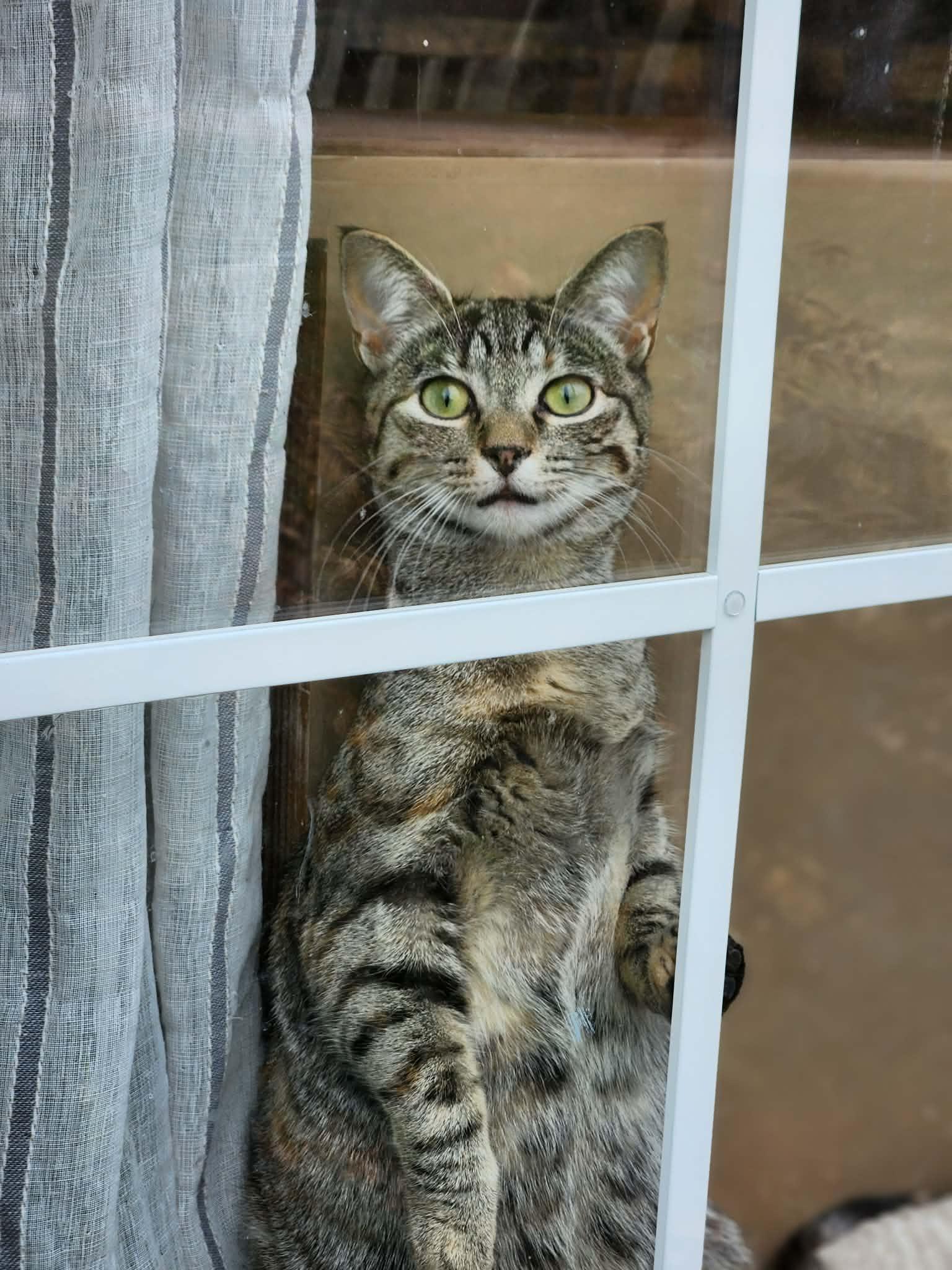 Grace, Adoptable, Kitten Female Tortoiseshell.