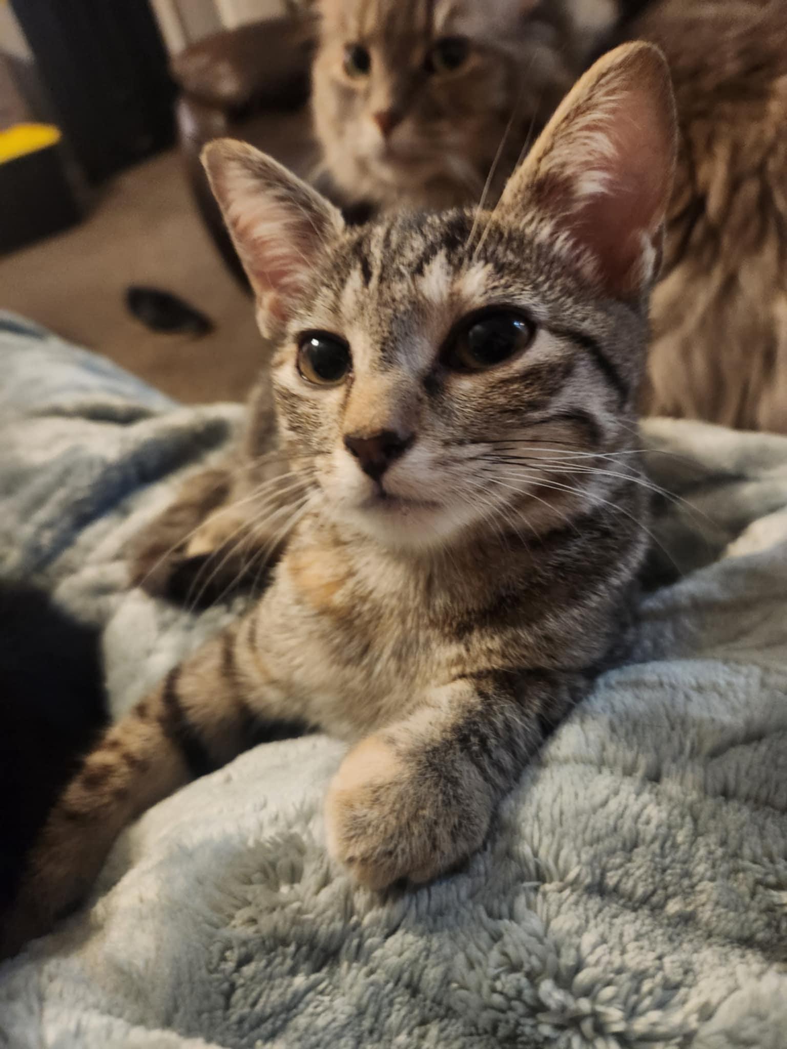 Enlarge Grace, a Adoptable Tortoiseshell in Granite City, IL image 2/5