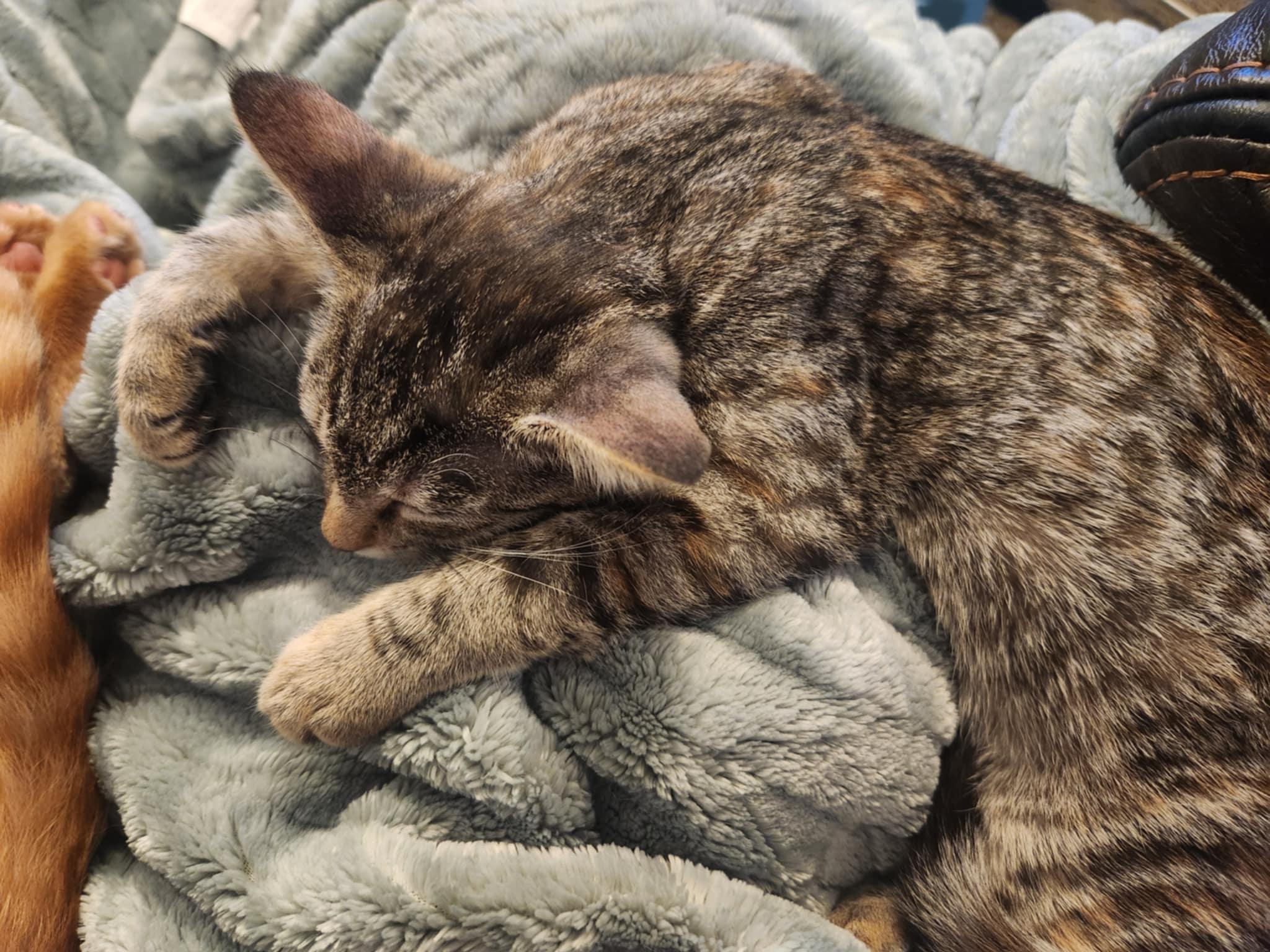 Enlarge Grace, a Adoptable Tortoiseshell in Granite City, IL image 3/5