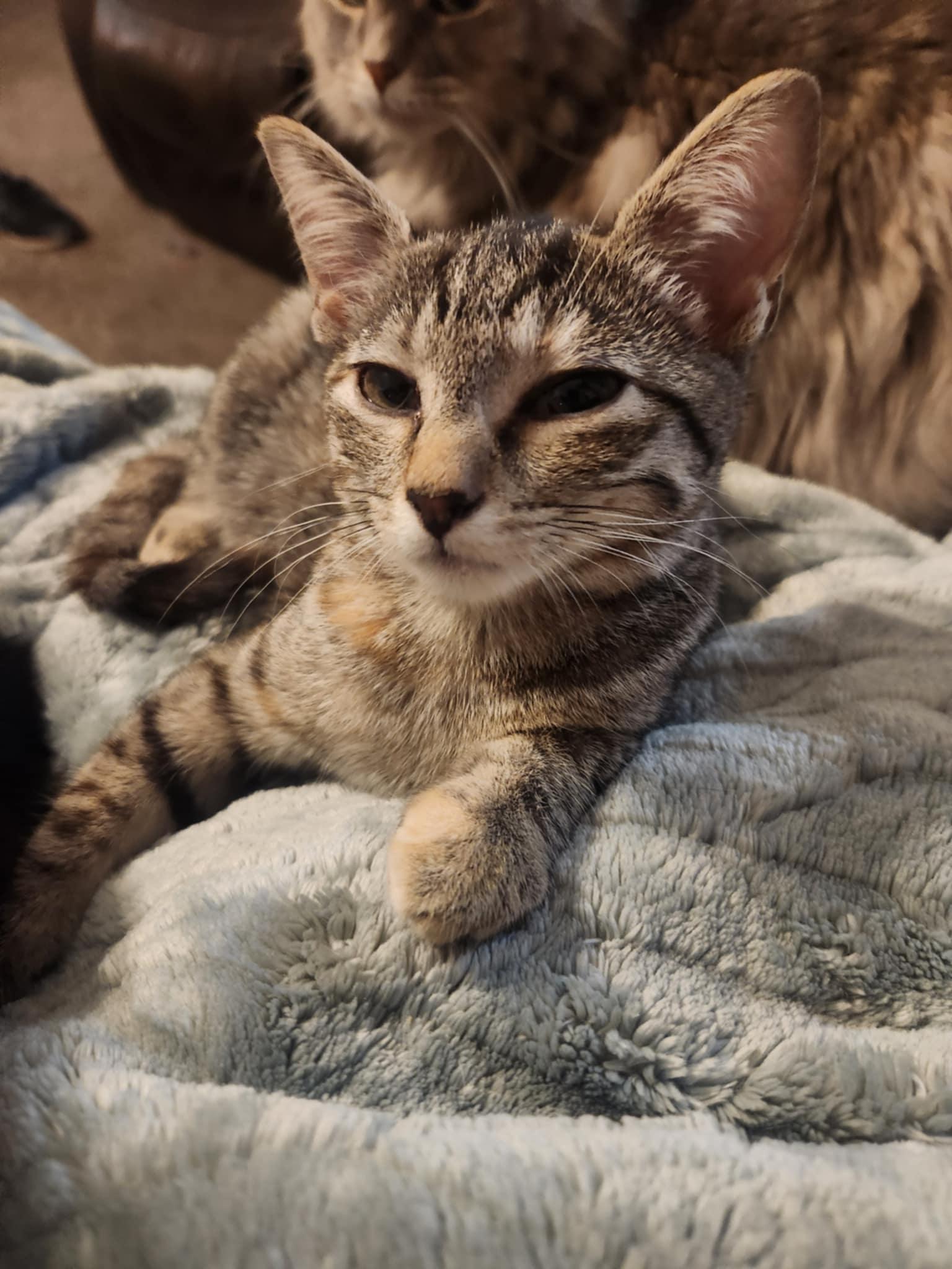 Enlarge Grace, a Adoptable Tortoiseshell in Granite City, IL image 4/5