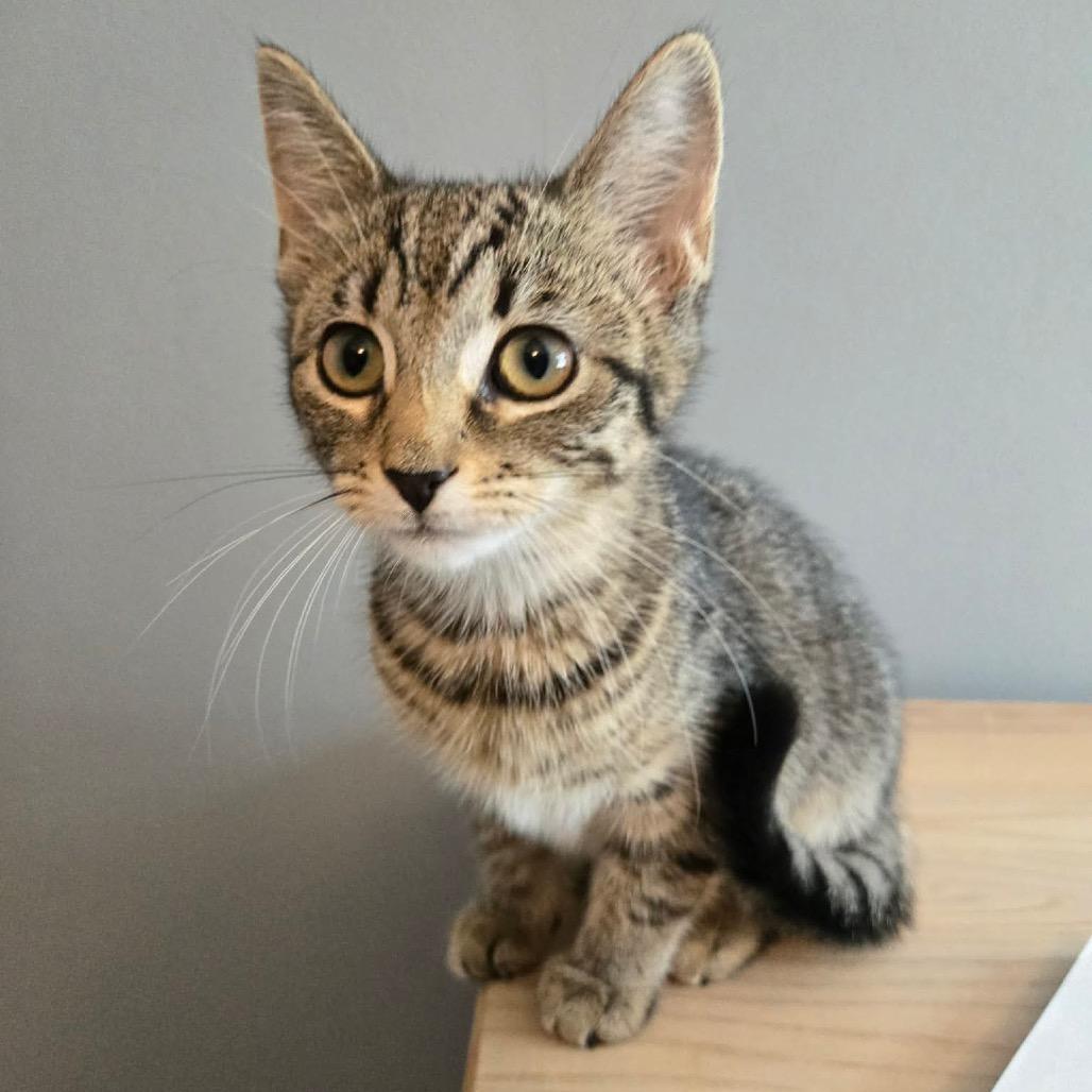 Boppity in Stevensville, MD, Adoptable, Kitten Female Domestic Short Hair.