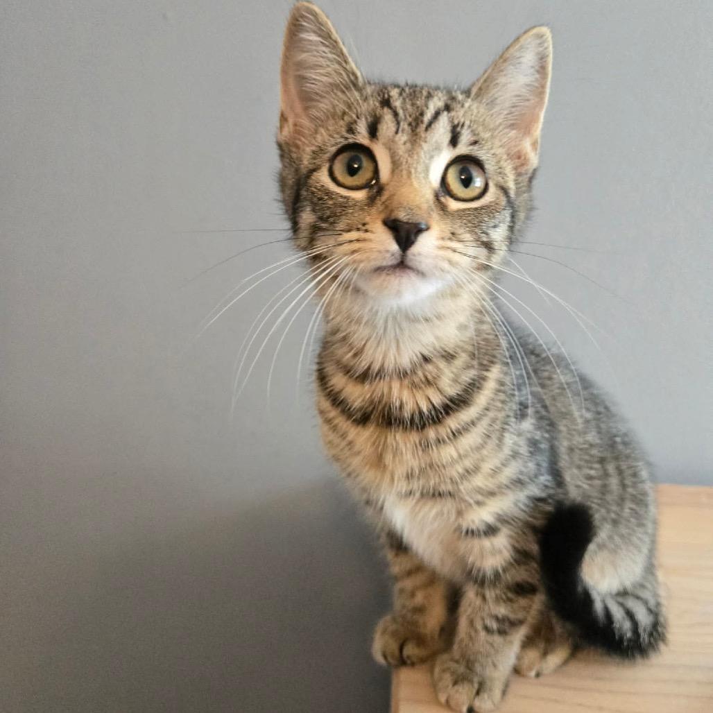 Enlarge Boppity in Stevensville, MD, a Adoptable Domestic Short Hair in Chestertown, MD image 3/6