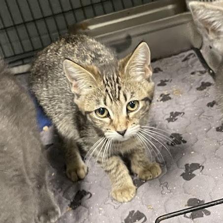 Enlarge Boppity in Stevensville, MD, a Adoptable Domestic Short Hair in Chestertown, MD image 4/6