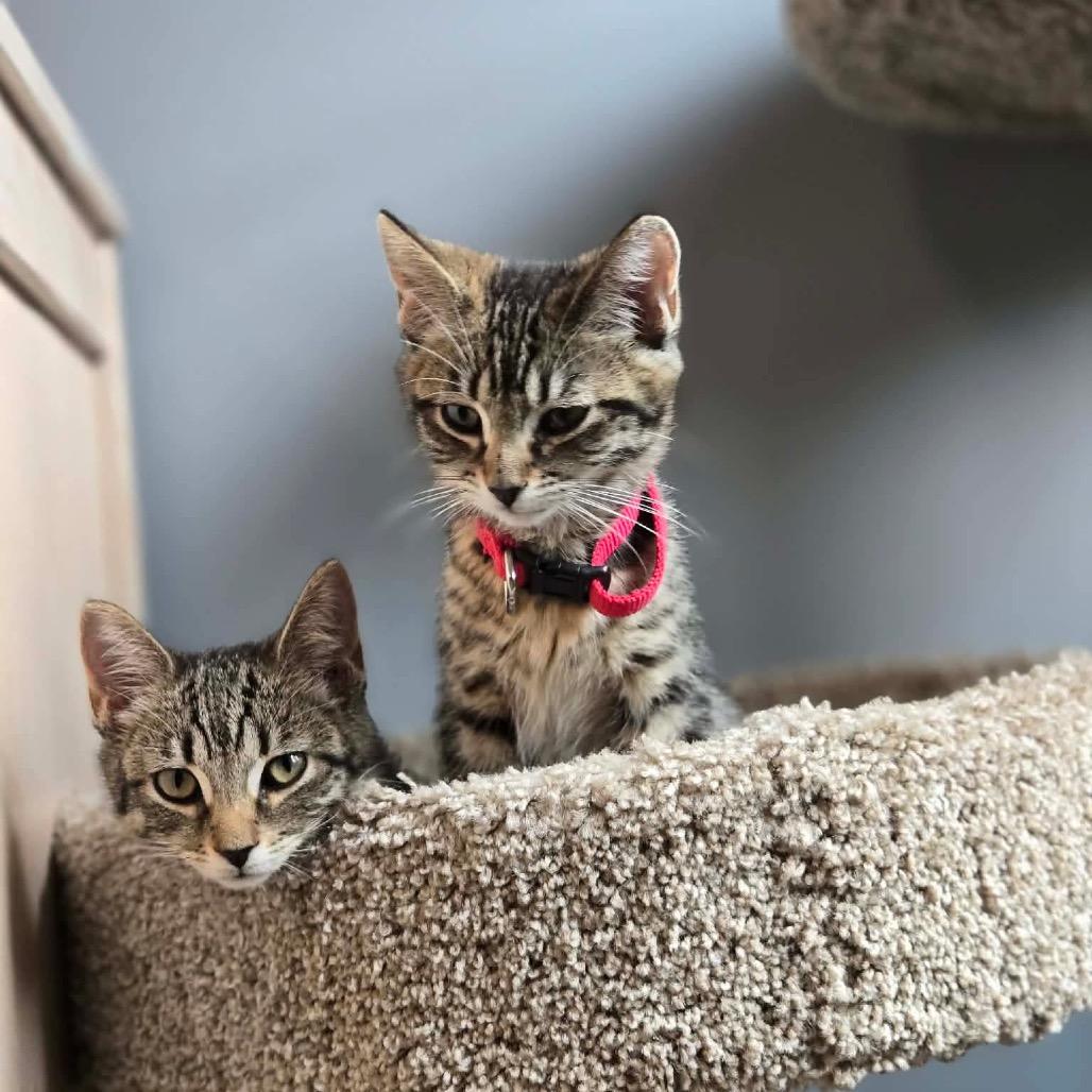 Enlarge Boppity in Stevensville, MD, a Adoptable Domestic Short Hair in Chestertown, MD image 5/6
