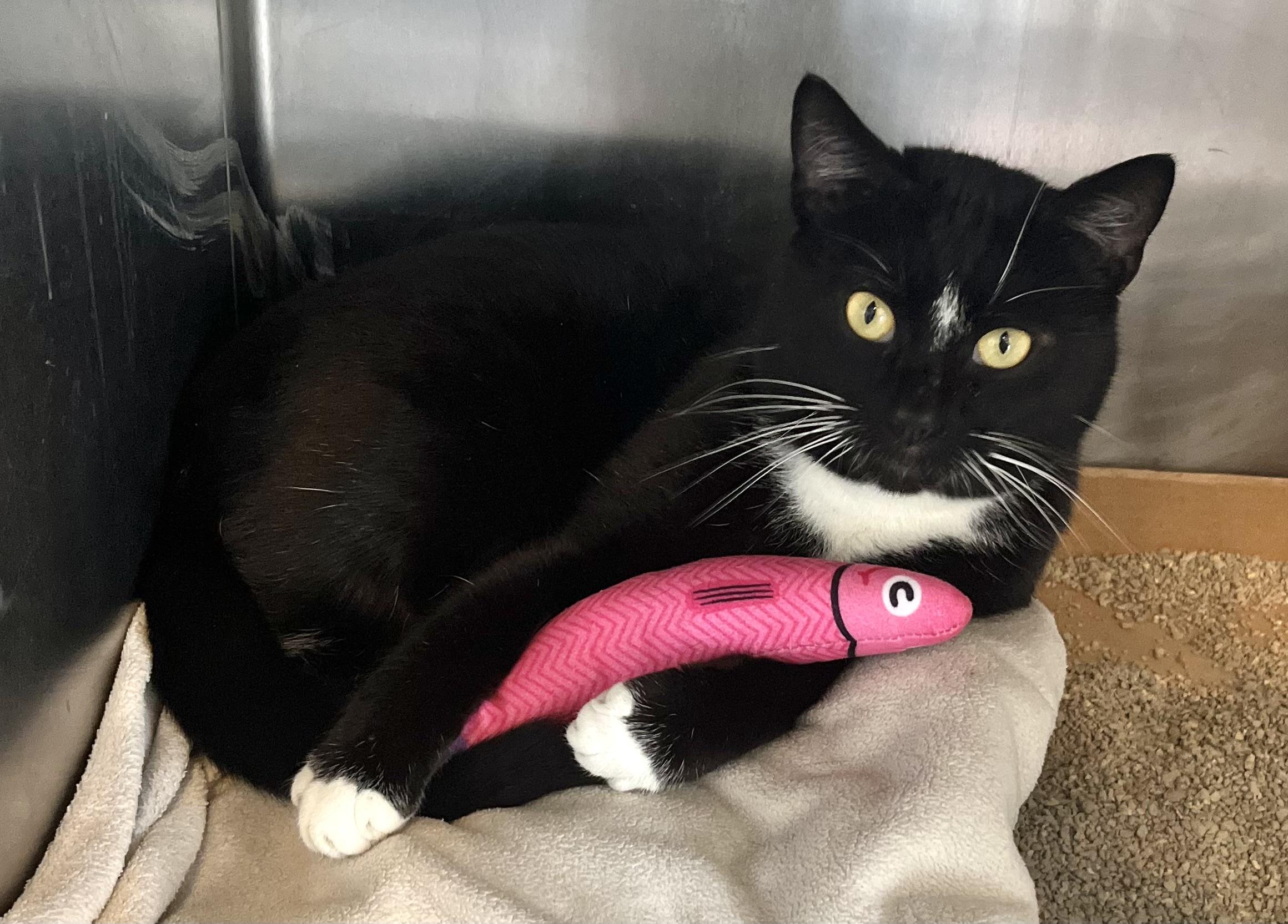 Enlarge Mick Jagger, an adoptable Domestic Short Hair in Seville, OH image 2/2